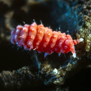 Bilobella Braunerae "Orange"