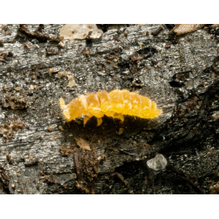 Ceratophysella sp. "Yellow"