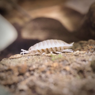 Porcellio Laevis "Dairy Cow"