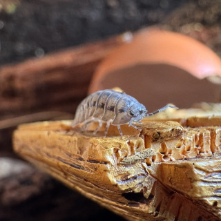 Armadillidium nasatum